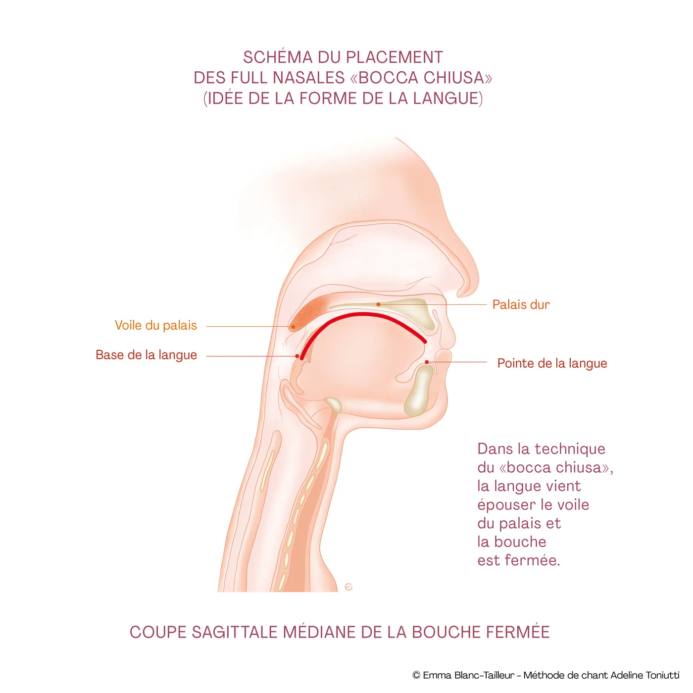 Coupe sagittale médiane de la bouche fermée, placement des full nasales en bocca chiusa : la langue épouse le voile du palais