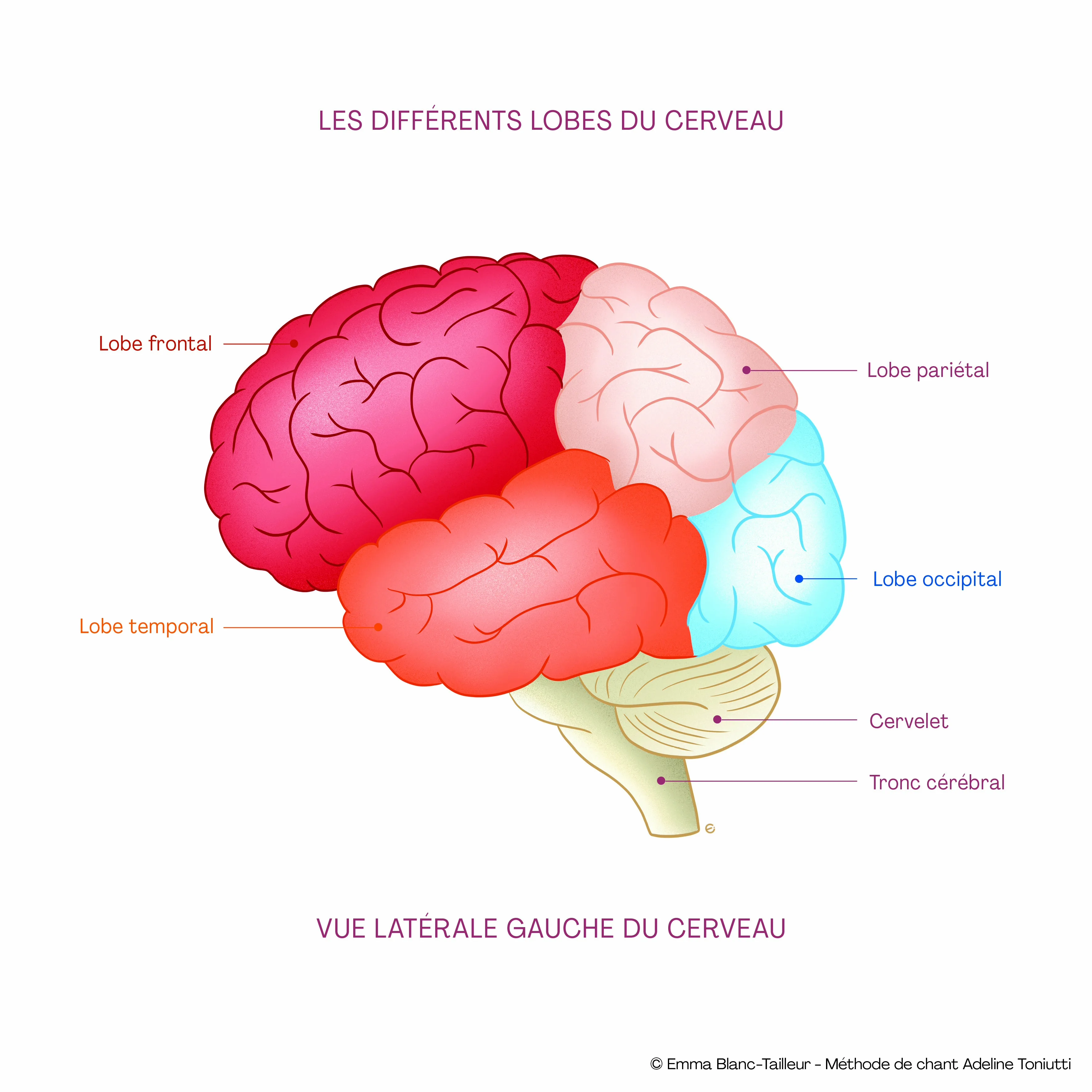 Zones du cerveau impliquées dans le langage