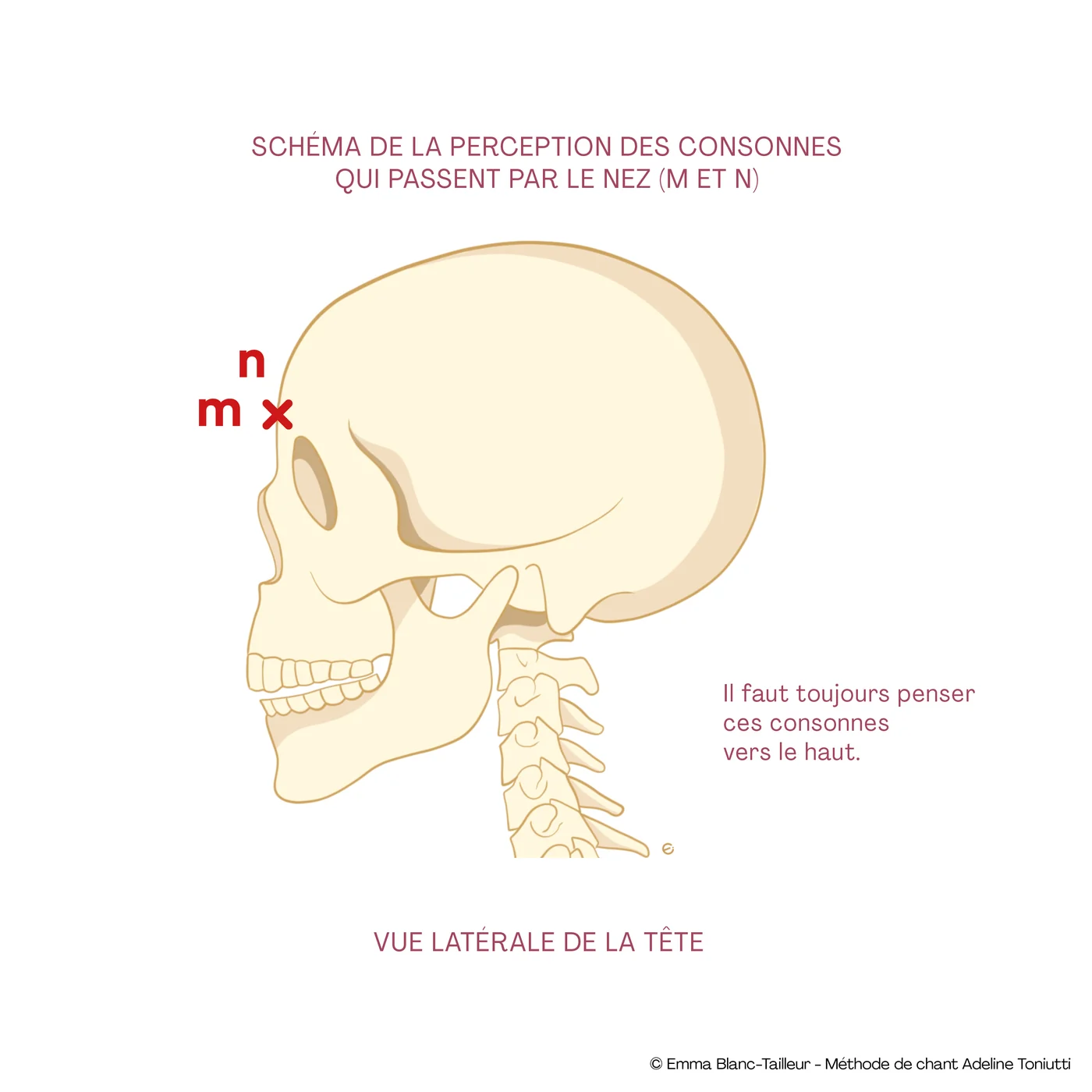 Esquema de la percepción de las consonantes que pasan por la nariz, M y N, cráneo de perfil