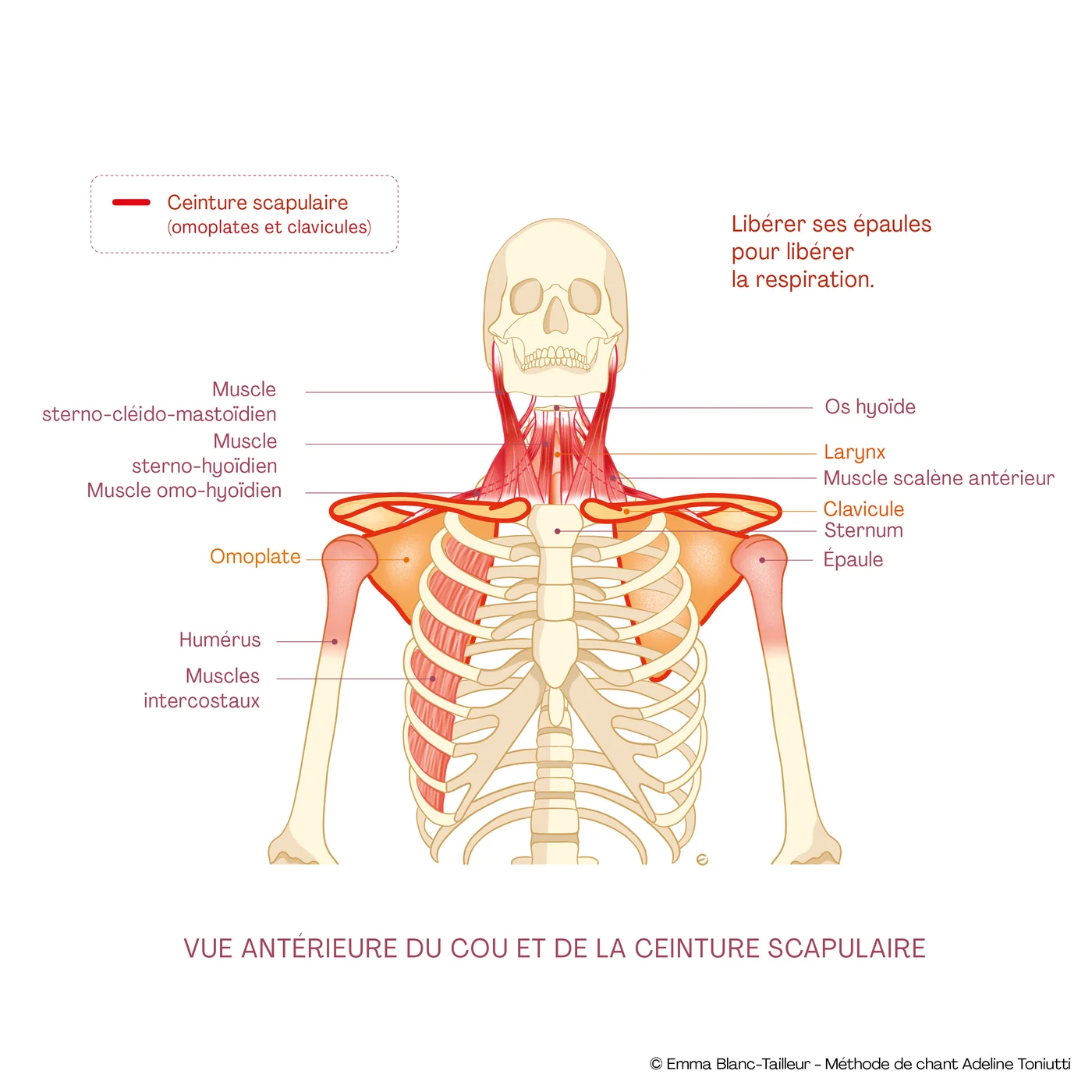 Vista anterior del cuello y de la cintura escapular: liberar los hombros para liberar la respiración