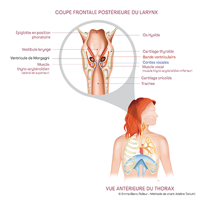 Coupe du larynx : cordes vocales, cartilage thyroïde, cartilage cricoïde