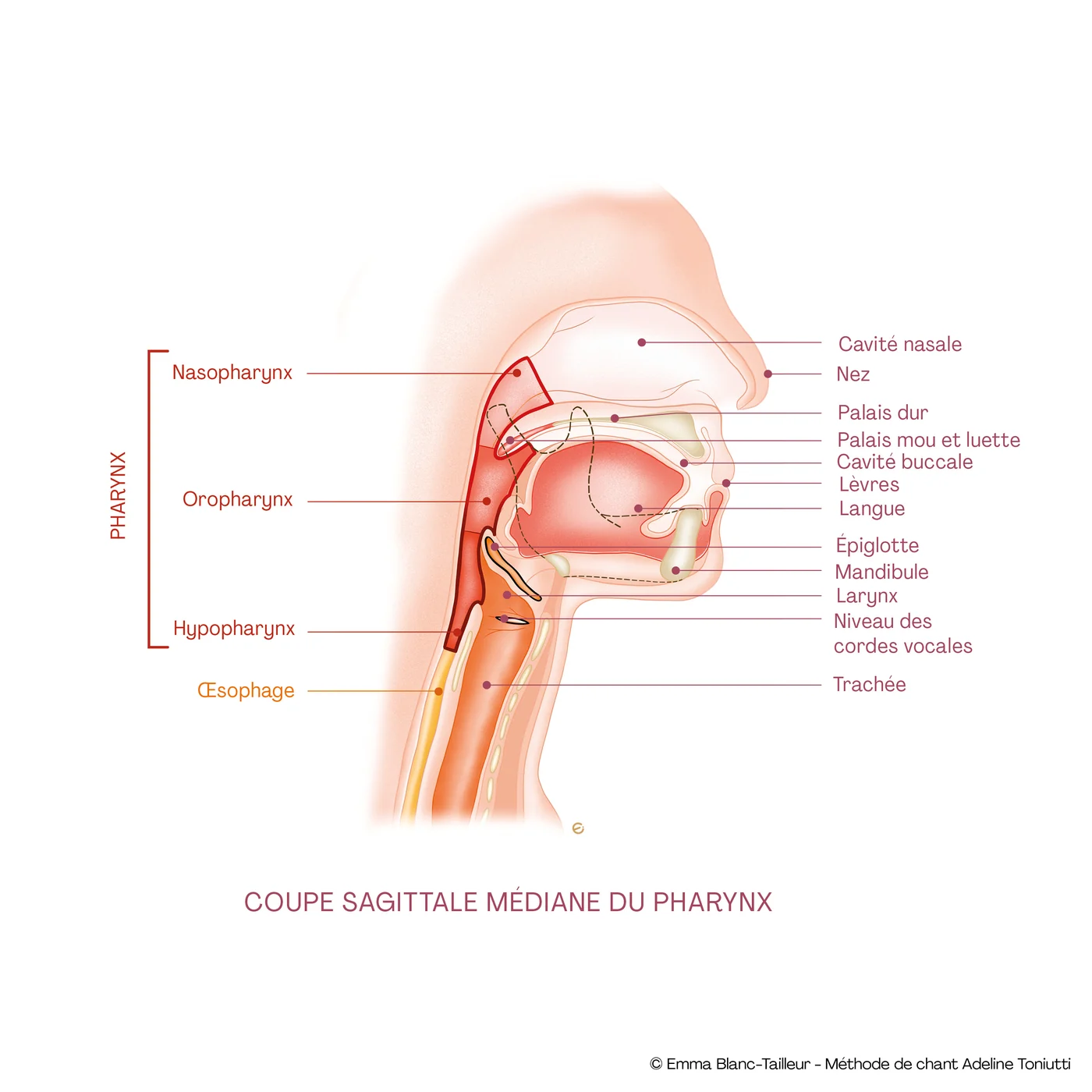 Corte sagital medio de la faringe: nasofaringe, orofaringe e hipofaringe