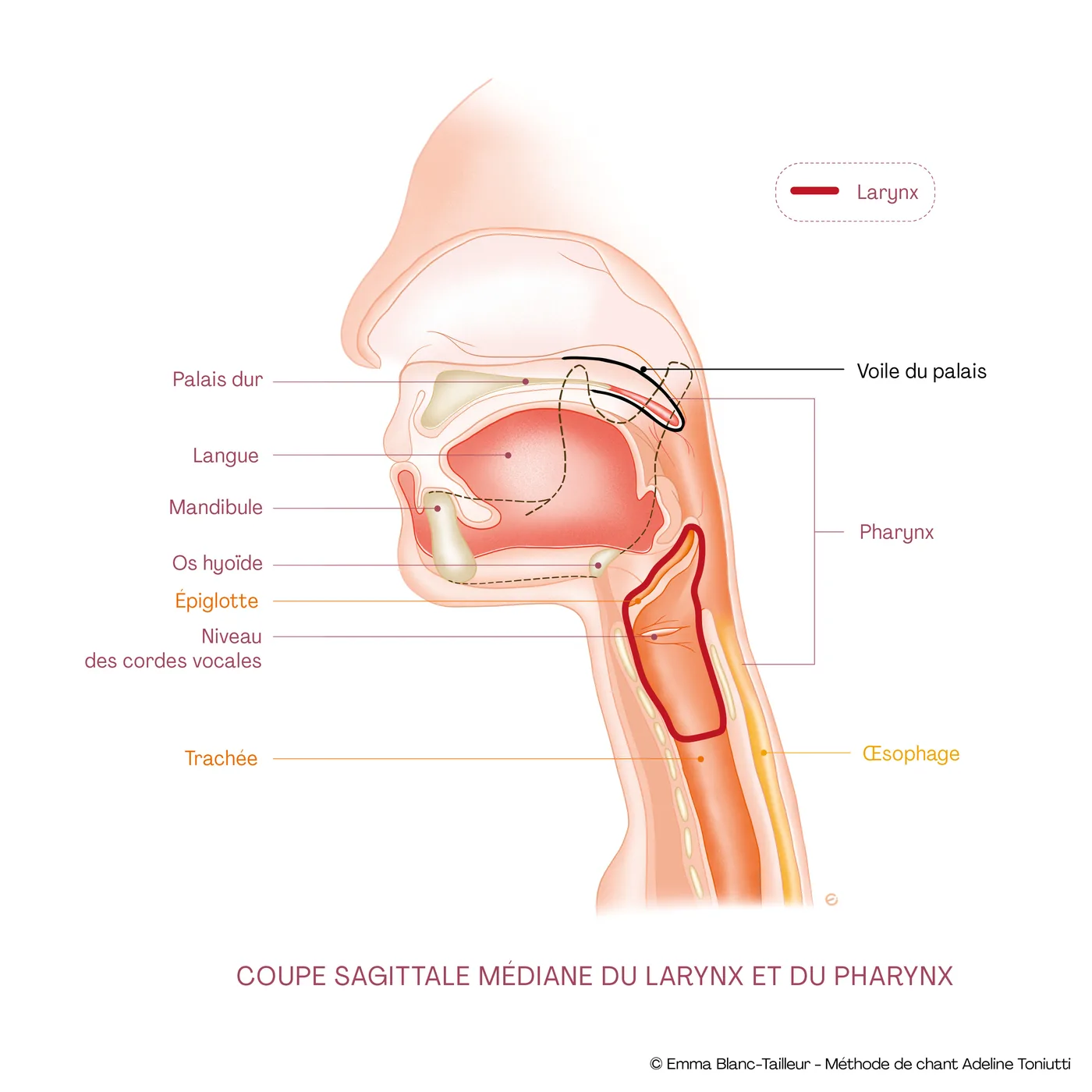 Coupe sagittale médiane du larynx et du pharynx : palais dur, voile du palais, langue, mandibule, os hyoïde, épiglotte, niveau des cordes vocales, trachée