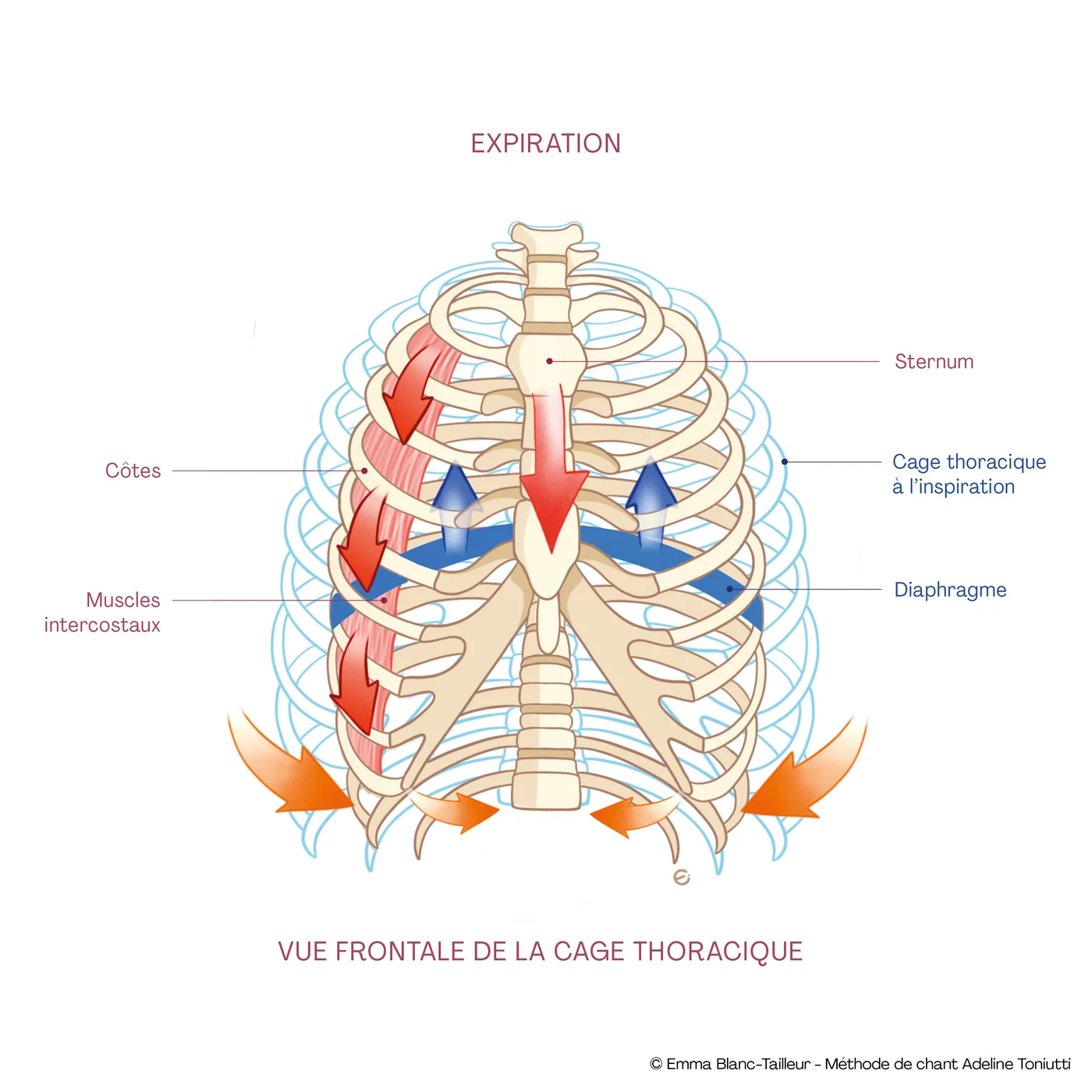 Expiration : cage thoracique de face, muscles intercostaux et diaphragme
