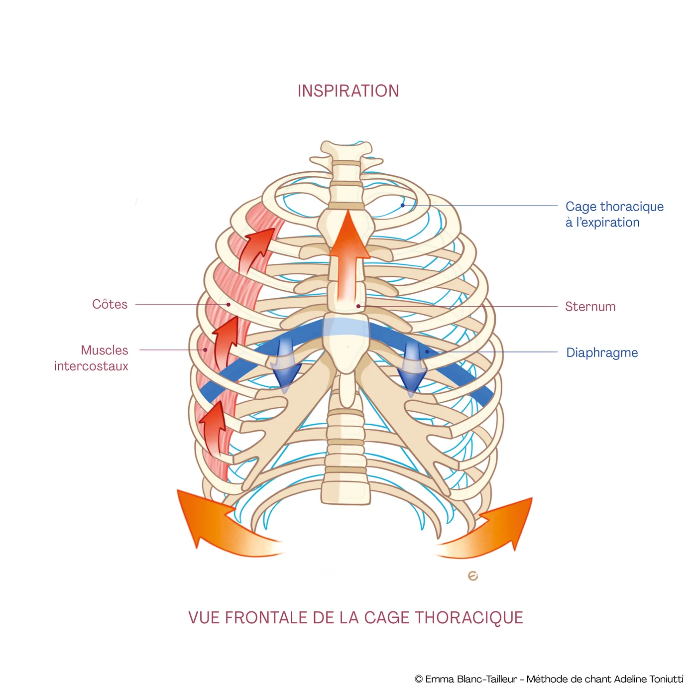 Inspiration : cage thoracique de face, muscles intercostaux et diaphragme