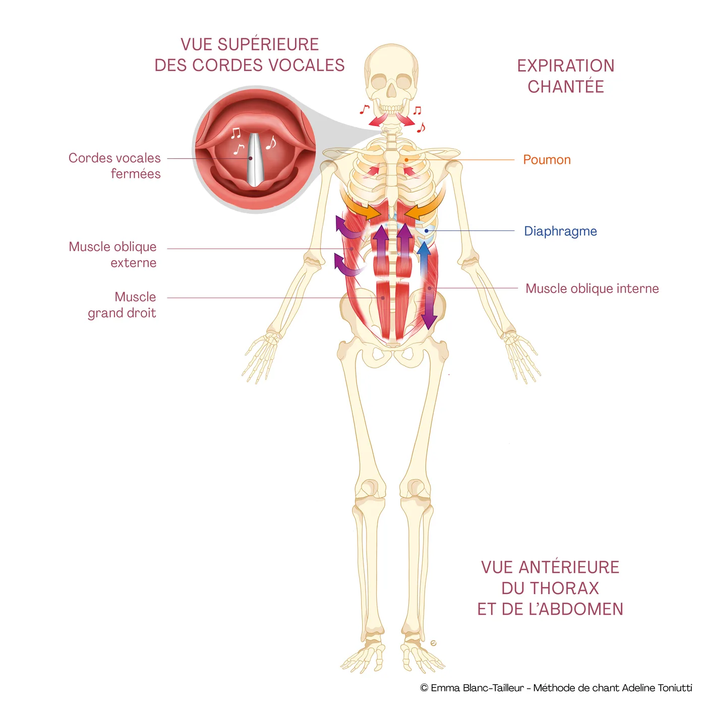 Vue antérieure du thorax et de l’abdomen pendant l’expiration chantée : muscles obliques externe et interne, muscle grand droit, diaphragme, cordes vocales fermées