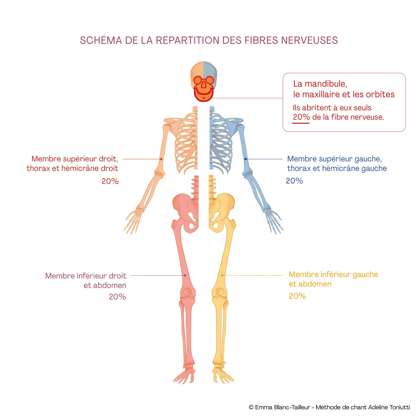 Schéma de la répartition des fibres nerveuses dans le corps humain, 20 % pour la mandibule, le maxillaire et les orbites