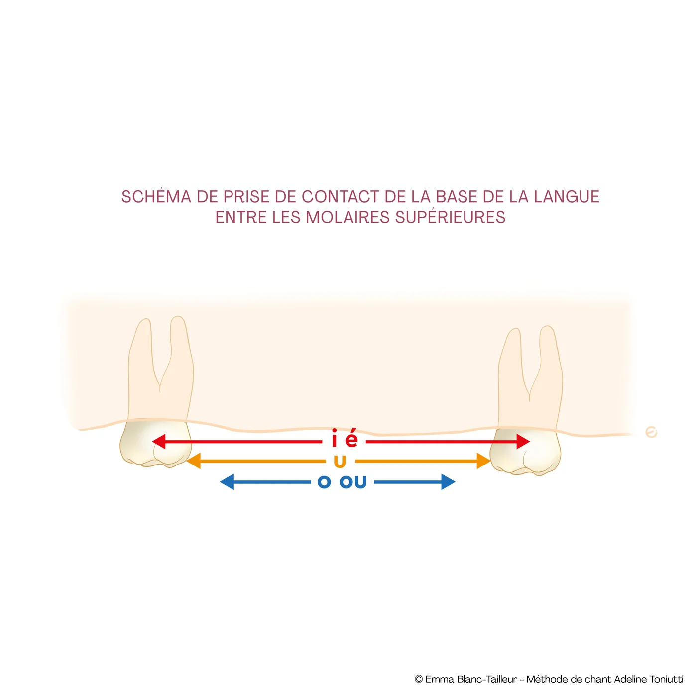 Esquema de toma de contacto de la base de la lengua entre los molares superiores para las vocales i, é, u, o y ou