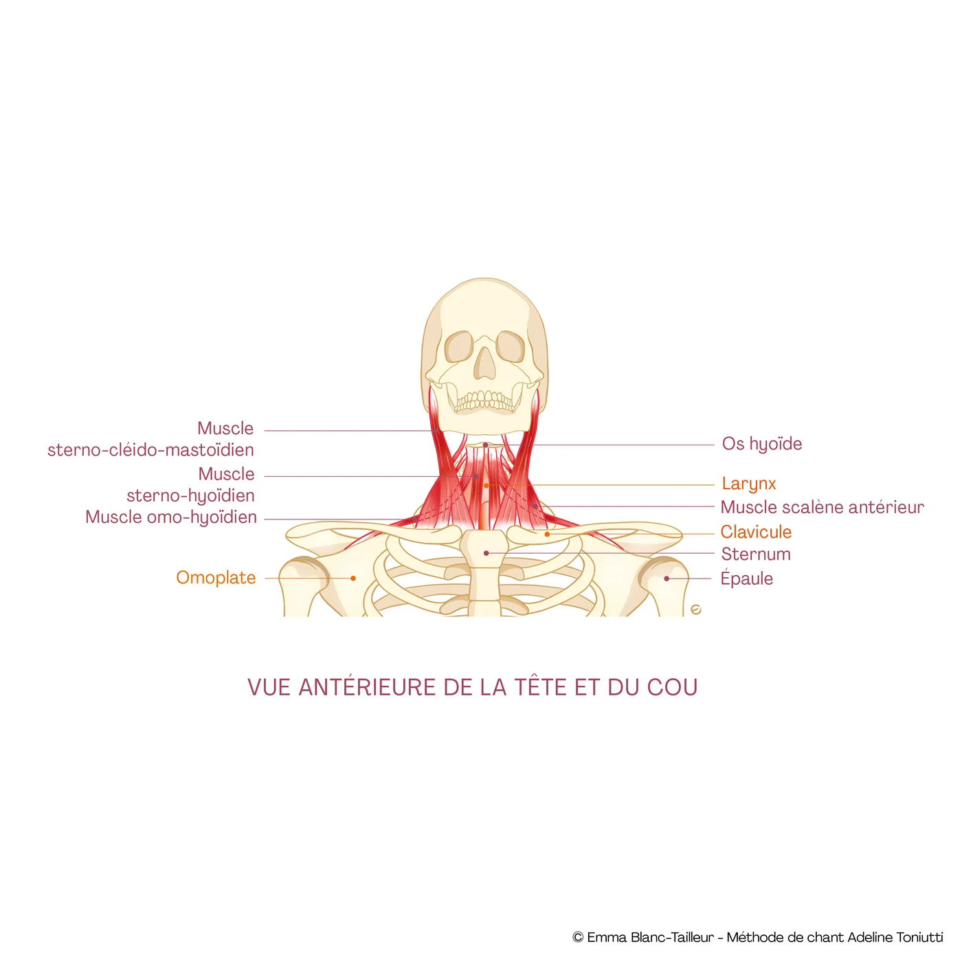 Vista anterior de la cabeza y el cuello: esternocleidomastoideo, escaleno y omohioideo