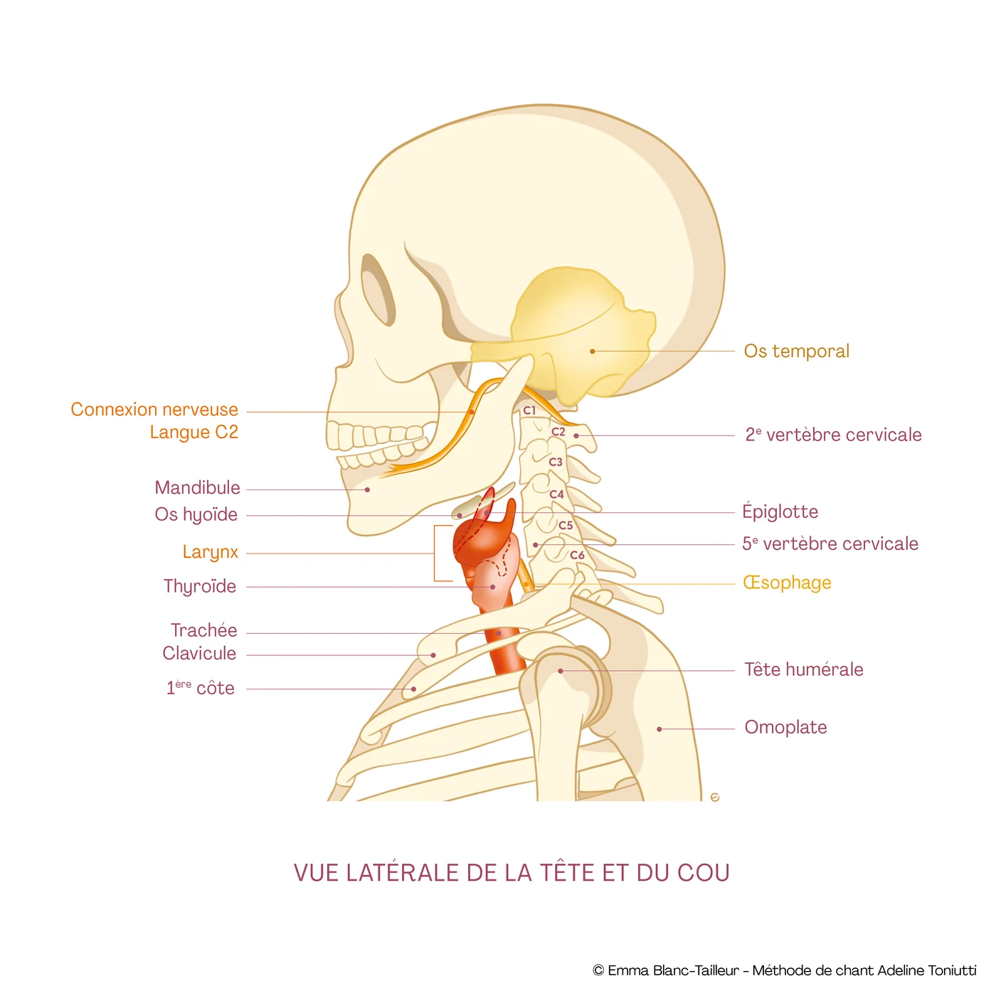 Vista lateral de la cabeza y el cuello: hueso hioides, laringe, tiroides y conexión nerviosa de la lengua