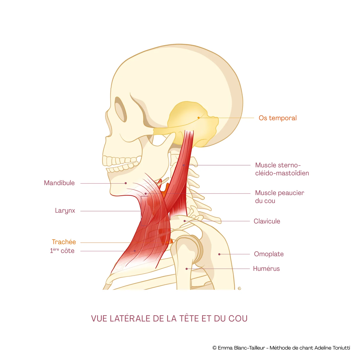 Vista lateral de la cabeza y el cuello: la lengua, el hueso hioides y la laringe