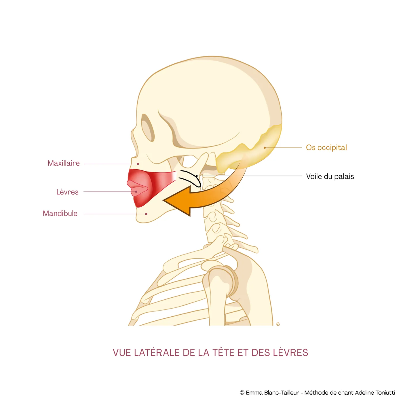 Vue latérale de la tête et des lèvres : maxillaire, lèvres, mandibule, voile du palais, os occipital